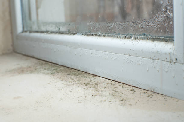 Best Emergency Mold Remediation  in Dunellen, NJ